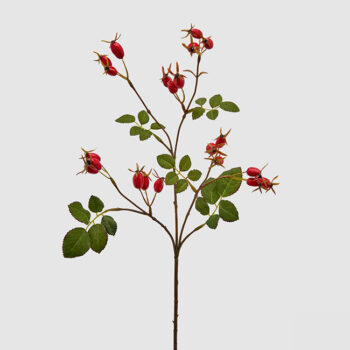 Rosa-Canina Šipak Glory H-68 Cm Crveni