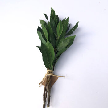 LAVANDA NEBESKA GRANČICA
